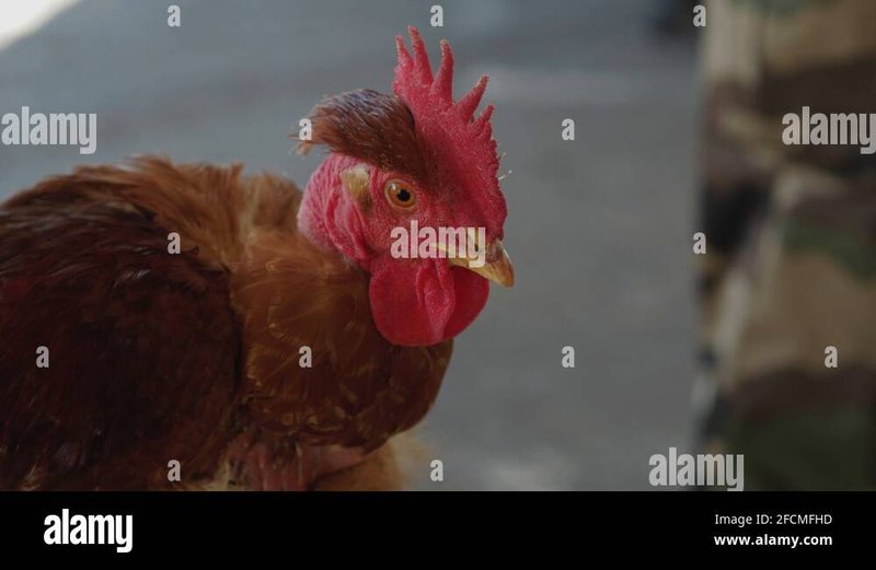 Image: Découvrez le Jeu d'Argent Excitant Chicken Road Casino En Ligne
